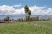 Ladakh - cultivated fields below the Stock Range seen near Leh